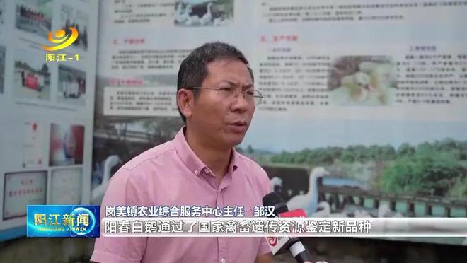 肉鹅养殖效益_致富养殖肉鹅图片_肉鹅养殖致富