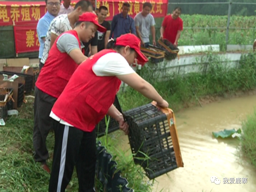 草龟苗养殖视频_中华草龟苗养殖技术_草苗龟怎么养