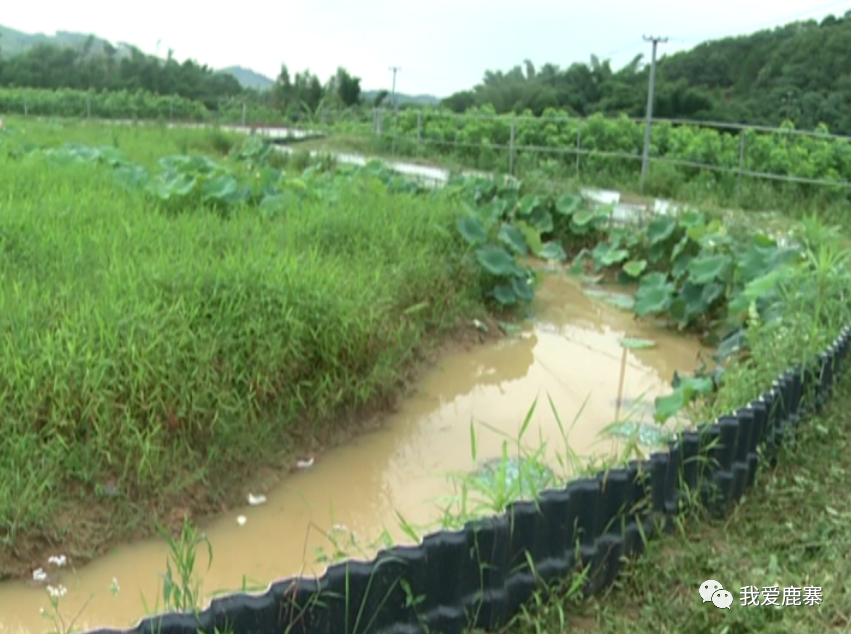 草苗龟怎么养_中华草龟苗养殖技术_草龟苗养殖视频