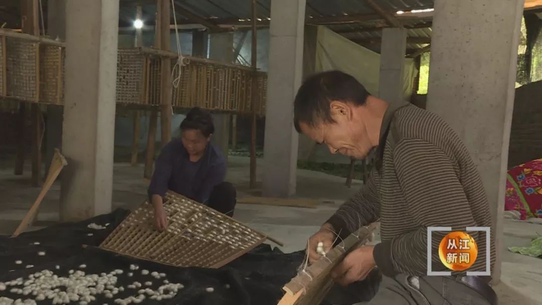 脱贫致富好项目   种桑养蚕赚钱快