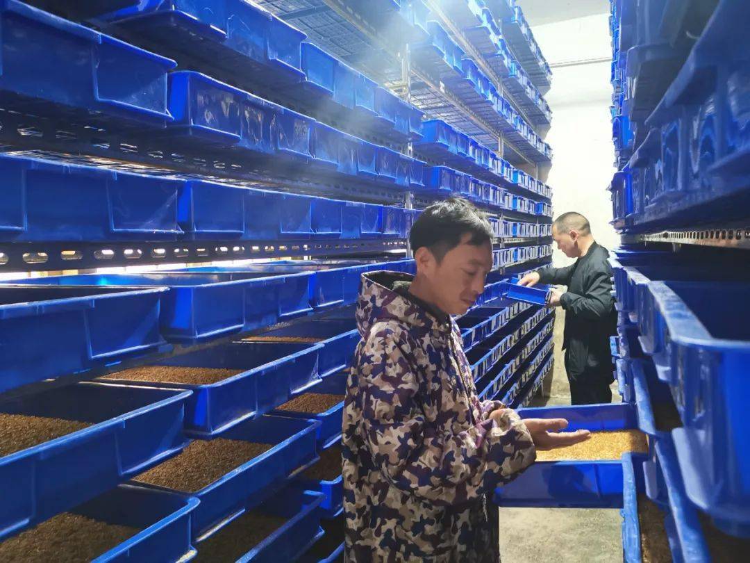 河北黄粉虫养殖致富_河北黄粉虫收购商_黄粉虫养殖蛋鸡