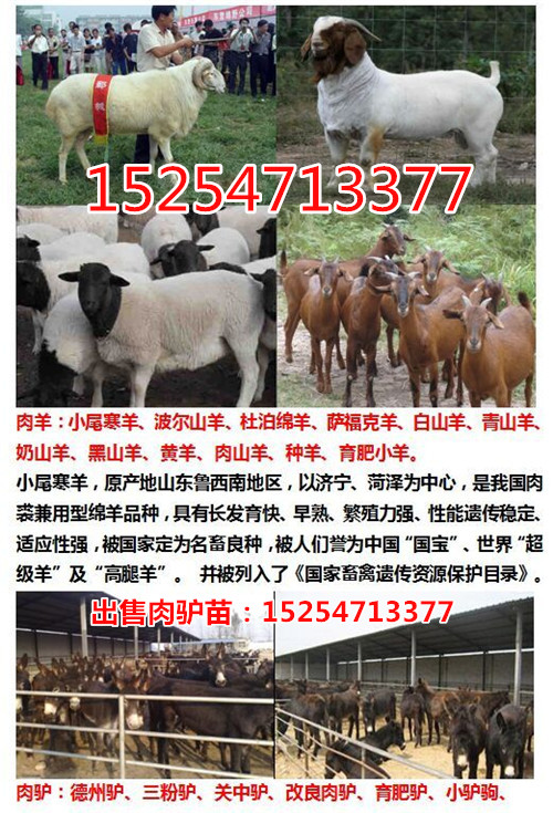 山东致富经_山东致富项目_致富经 山东