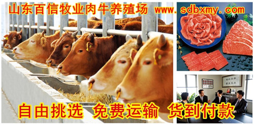 山东致富经_山东致富项目_致富经 山东