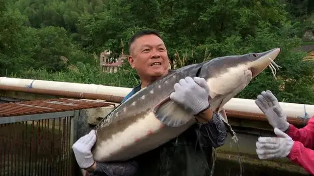 致富经养飞鸡_致富经金飞养殖场_致富经金鱼养殖