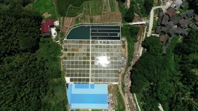 致富经养飞鸡_致富经金鱼养殖_致富经金飞养殖场