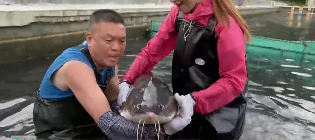 致富经金鱼养殖_致富经金飞养殖场_致富经养飞鸡