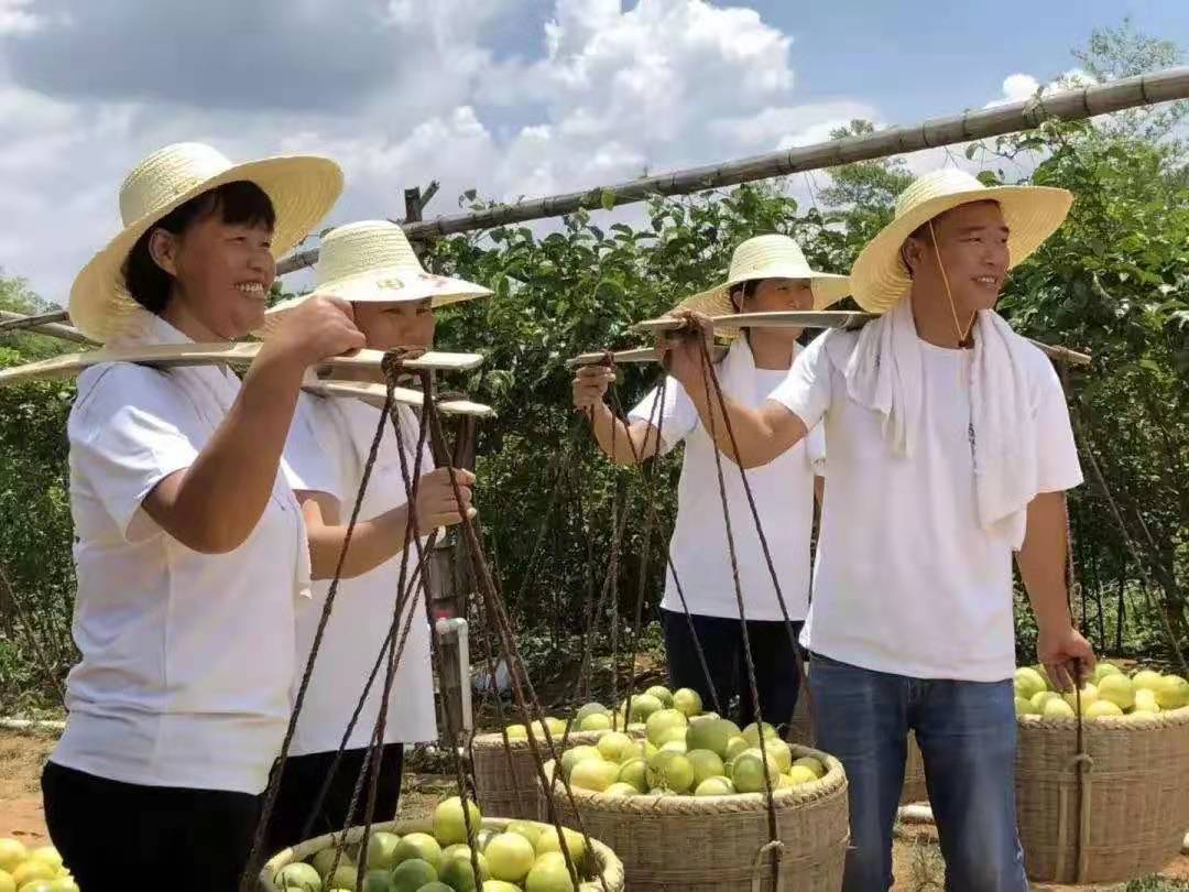 广西果树品种_80后广西种百香果致富经_广西种什么果赚钱
