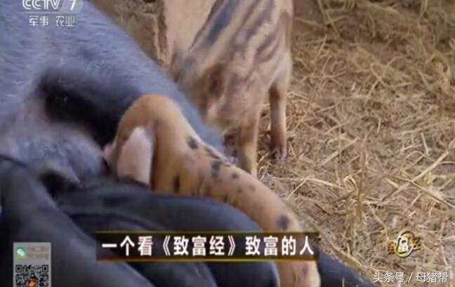 致富经母猪_致富经母猪养殖视频_养母猪致富
