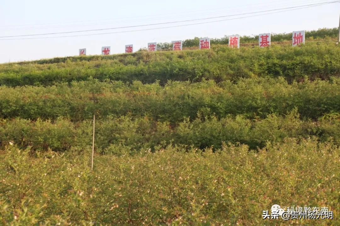 致富经杨丽_杨丽花歌仔戏1搜库专找视频_致富经杨丽视频
