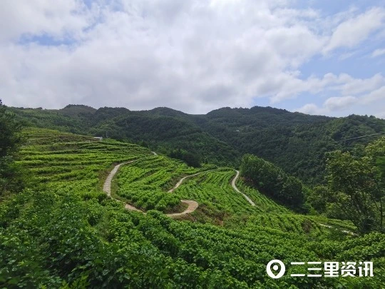 乡村振兴｜养蚕迎来丰收季，瀛湖镇中心村今年第一批桑蚕结茧了