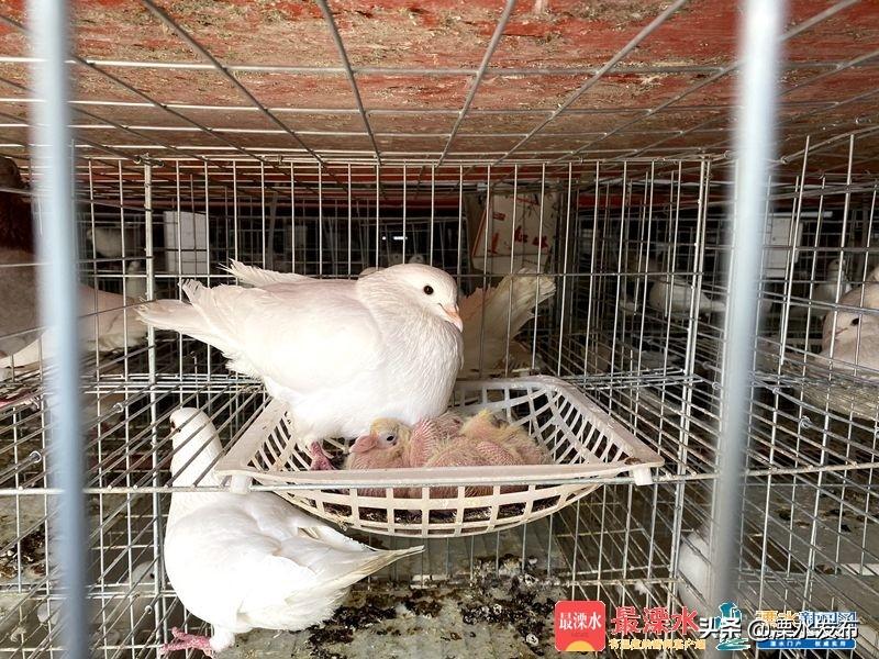 致富经杨丽_致富经杨丽视频_农业致富视频