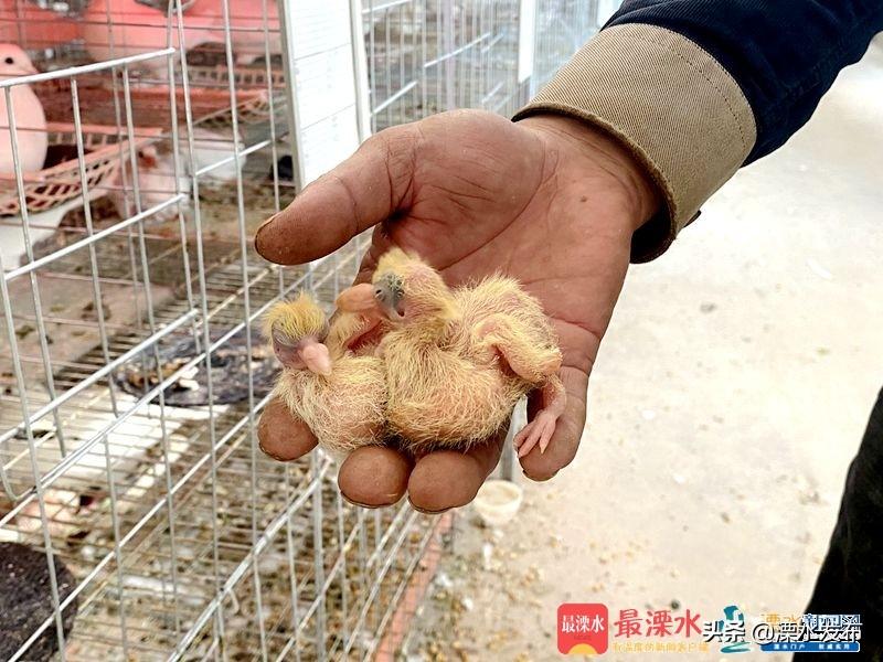 致富经杨丽_致富经杨丽视频_农业致富视频