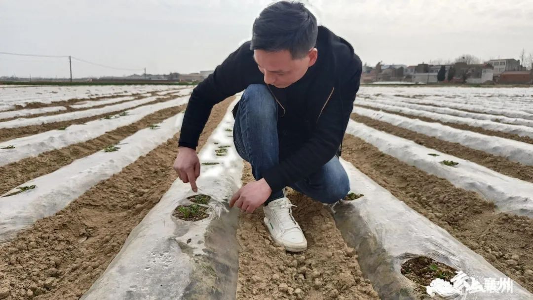 农民种植马铃薯致富_致富马铃薯种植农民怎么样_种植马铃薯赚钱吗