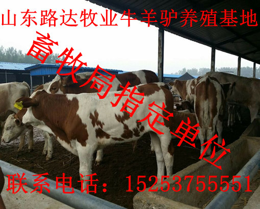 养驴致富视频_驴的养殖前景和预算_致富经 驴的养殖
