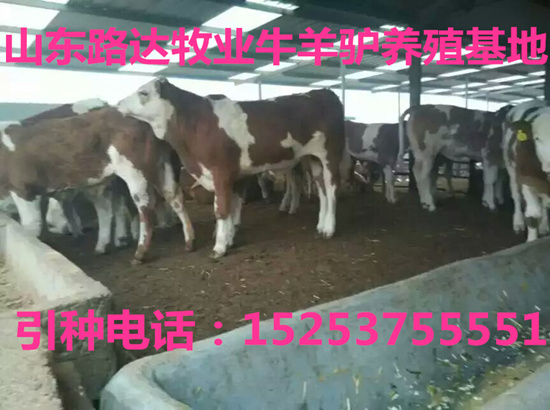 养驴致富视频_驴的养殖前景和预算_致富经 驴的养殖