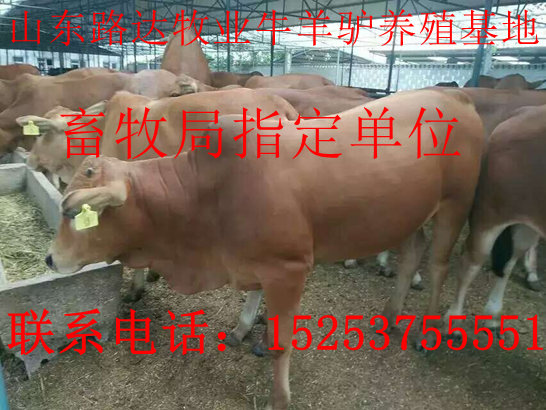驴的养殖前景和预算_养驴致富视频_致富经 驴的养殖