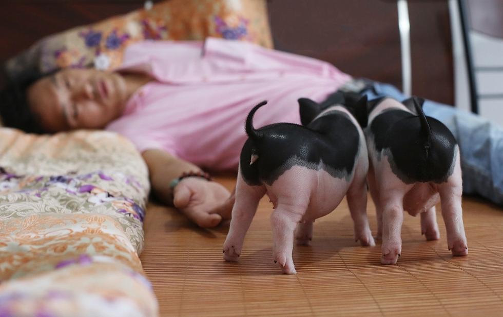 致富经 烤乳猪_致富养猪_致富经烤乳猪视频
