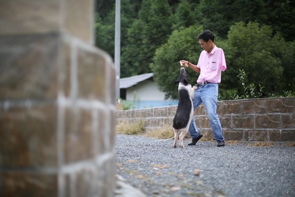 致富养猪_致富经烤乳猪视频_致富经 烤乳猪