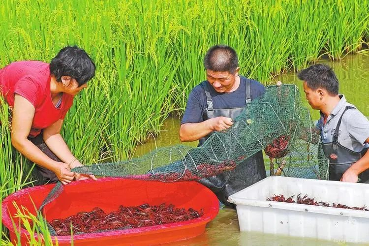 自贡养殖致富村_自贡养殖业有哪些_自贡养殖场