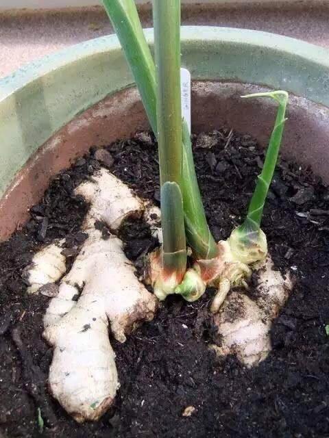 三农视频生姜种植技术_生姜种植技术视频播放_本地生姜种植技术视频