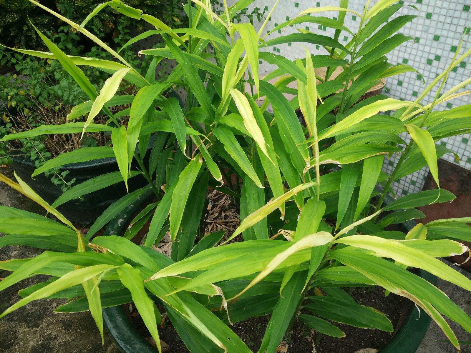 本地生姜种植技术视频_生姜种植技术视频播放_三农视频生姜种植技术