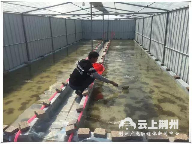 致富经养殖青蛙_致富经养殖青蛙_致富经养殖青蛙