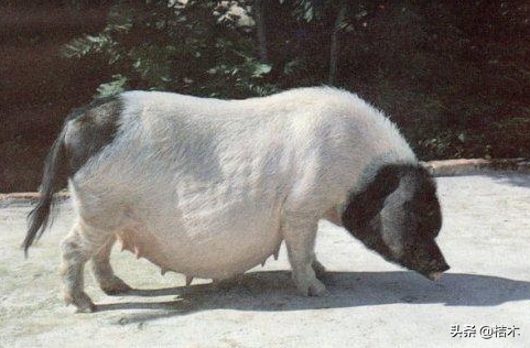 致富养猪_致富经 烤乳猪_致富经生态养殖猪视频
