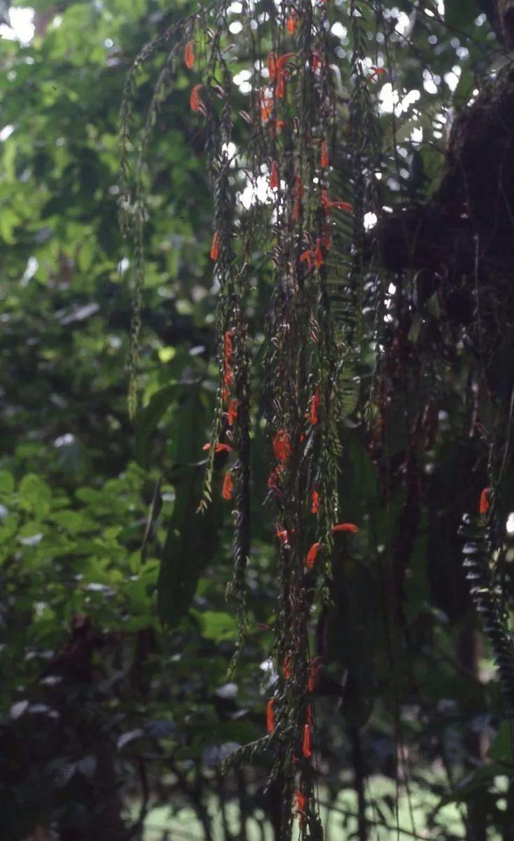 紫罗兰种植吊兰技术视频_紫罗兰吊兰种植技术_紫罗兰种植吊兰技术要点