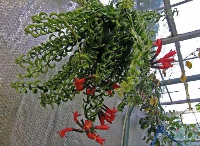 紫罗兰种植吊兰技术要点_紫罗兰吊兰种植技术_紫罗兰种植吊兰技术视频