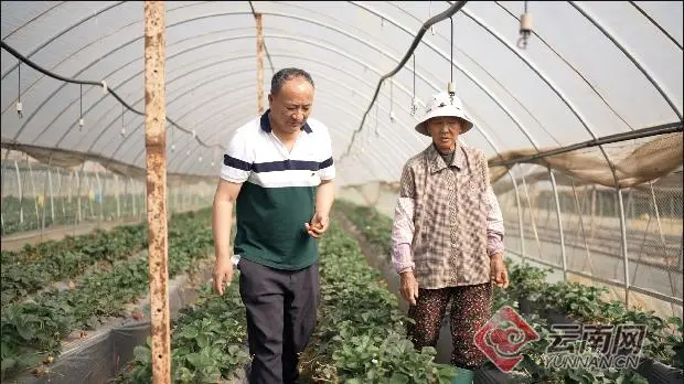 种植致富的语录_致富种植视频全集_致富经典语录