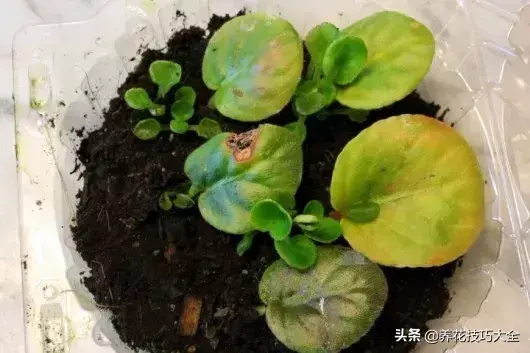 紫罗兰种植吊兰技术与管理_紫罗兰种植吊兰技术视频_紫罗兰吊兰种植技术