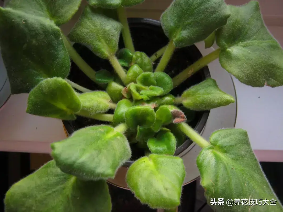 紫罗兰种植吊兰技术与管理_紫罗兰种植吊兰技术视频_紫罗兰吊兰种植技术