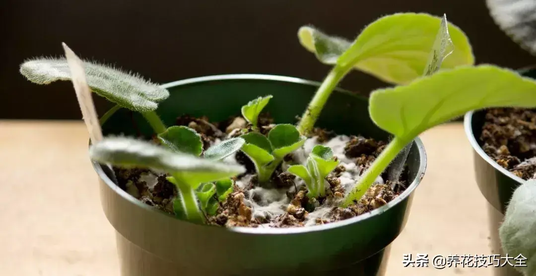 紫罗兰吊兰种植技术_紫罗兰种植吊兰技术视频_紫罗兰种植吊兰技术与管理