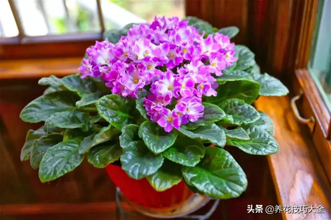 紫罗兰吊兰种植技术_紫罗兰种植吊兰技术视频_紫罗兰种植吊兰技术与管理