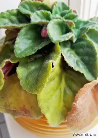 紫罗兰吊兰种植技术_紫罗兰种植吊兰技术视频_紫罗兰种植吊兰技术与管理
