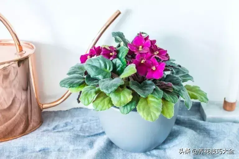 紫罗兰吊兰种植技术_紫罗兰种植吊兰技术与管理_紫罗兰种植吊兰技术视频