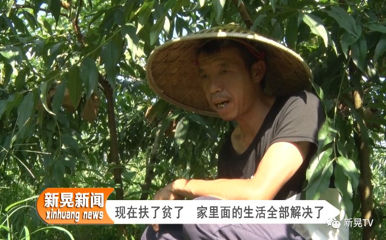 致富经桃树种植视频_黄金桃种植技术视频_黄金桃种植致富