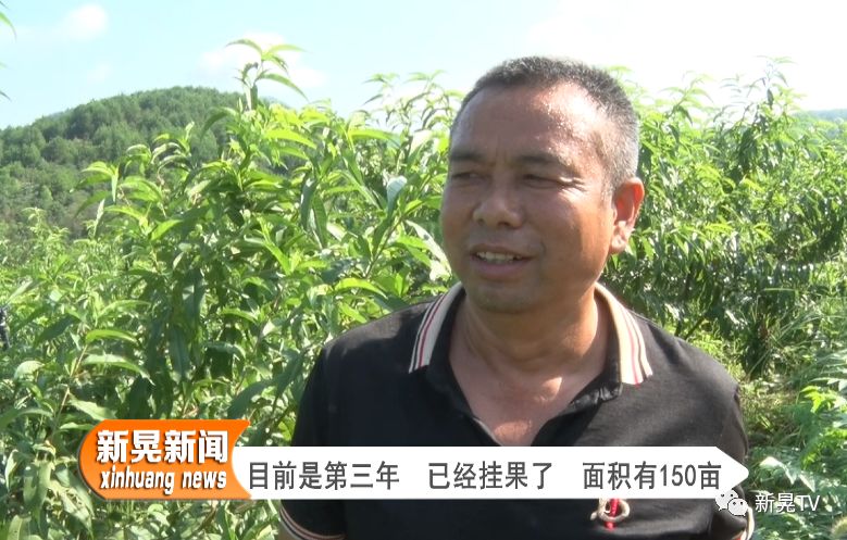 致富经桃树种植视频_黄金桃种植技术视频_黄金桃种植致富