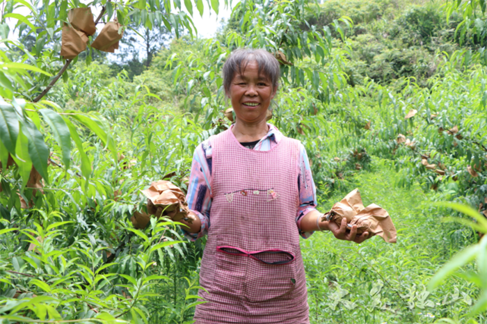 黄金桃种植致富_致富经桃树种植视频_黄金桃种植技术视频