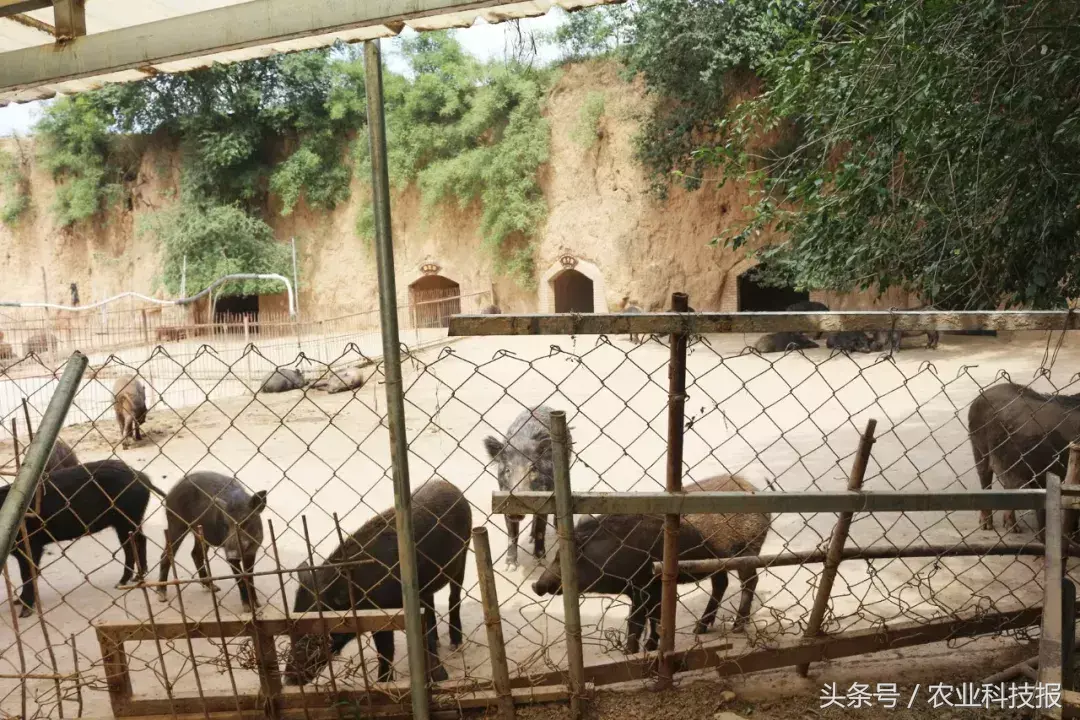 养野猪致富经_致富野猪养殖道路图片_野猪养殖致富道路
