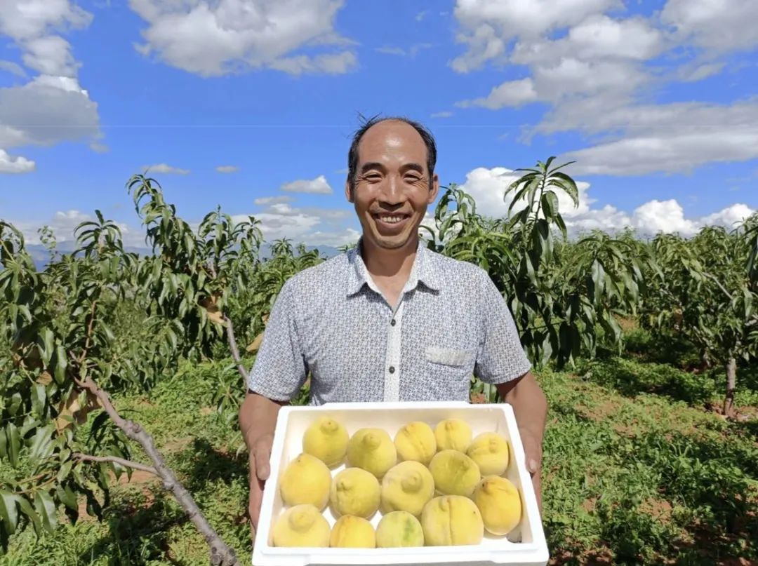 种下黄桃树 结出致富果——东川区拖布卡镇象鼻村赵家村小组村民 张有忠