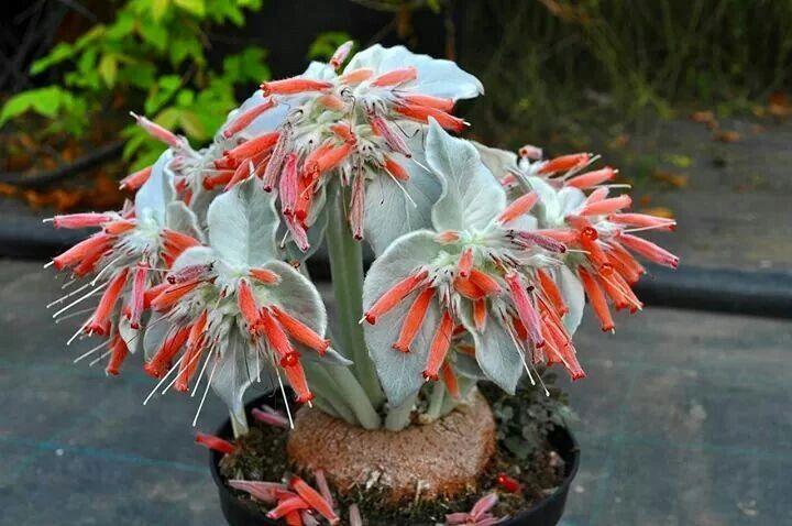 紫罗兰吊兰的养法_紫罗兰吊兰种植技术_紫罗兰种植吊兰技术要点