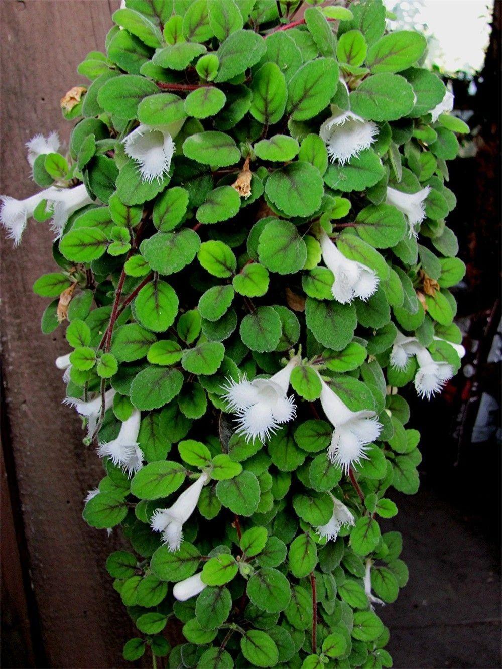 紫罗兰种植吊兰技术要点_紫罗兰吊兰种植技术_紫罗兰吊兰的养法