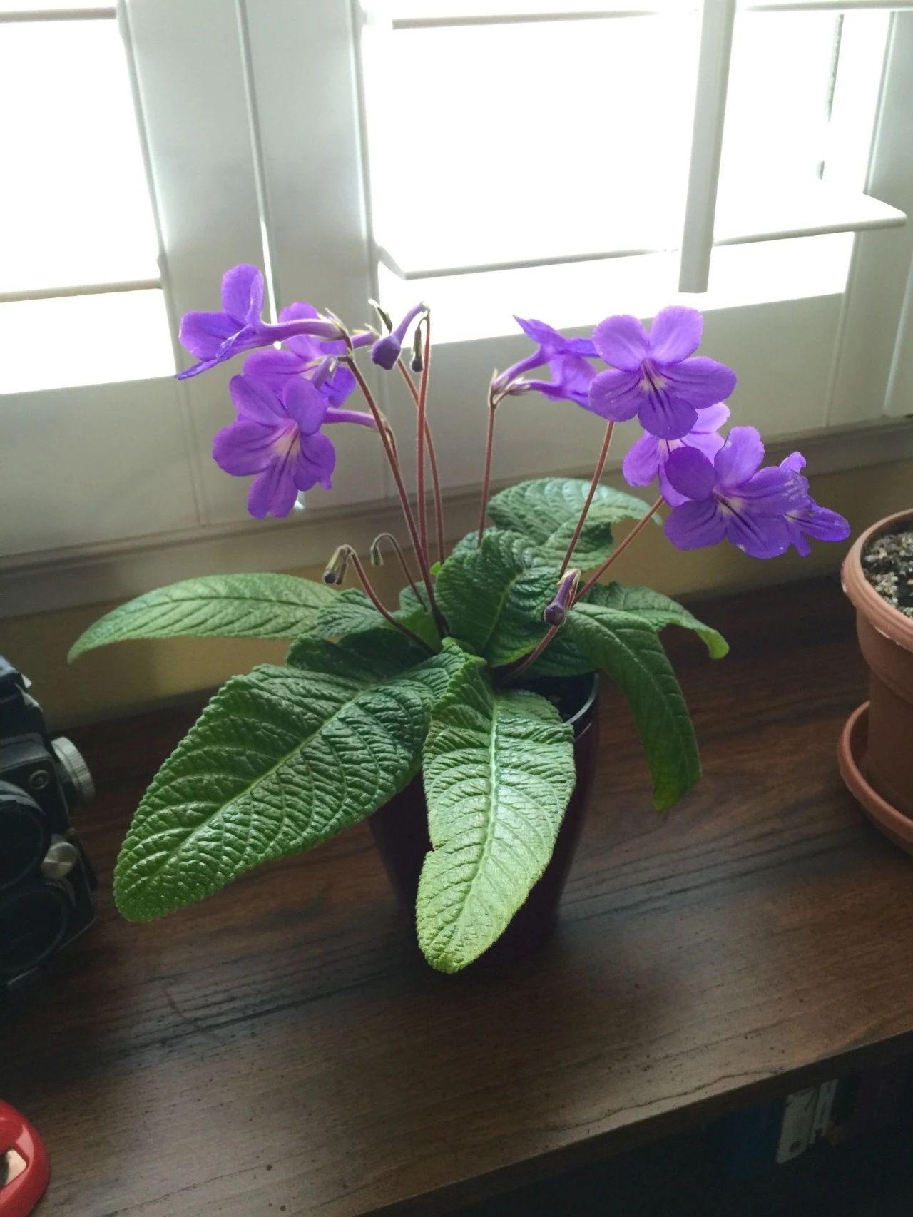 紫罗兰种植吊兰技术要点_紫罗兰吊兰种植技术_紫罗兰吊兰的养法