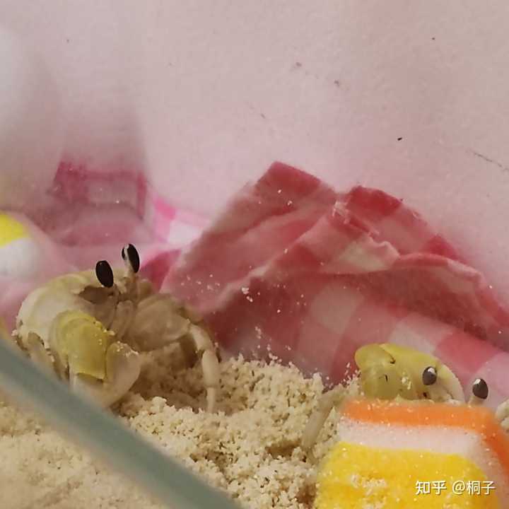 沙蟹怎么养？