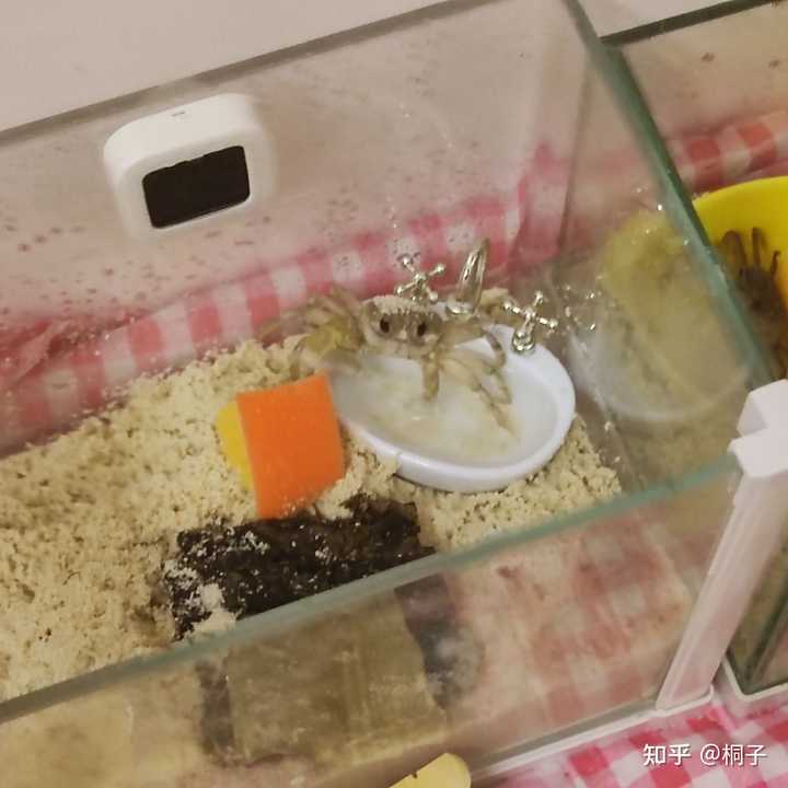 海水螃蟹养殖技术_海水蟹公寓养殖技术_海水蟹