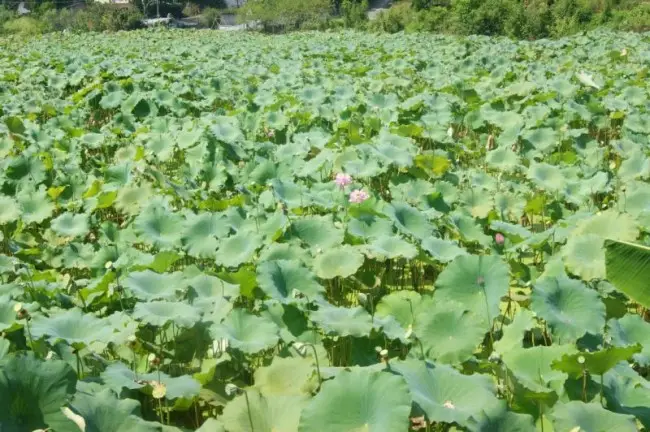 荷花池养虾_荷花致富虾养殖方法_养殖荷花虾致富