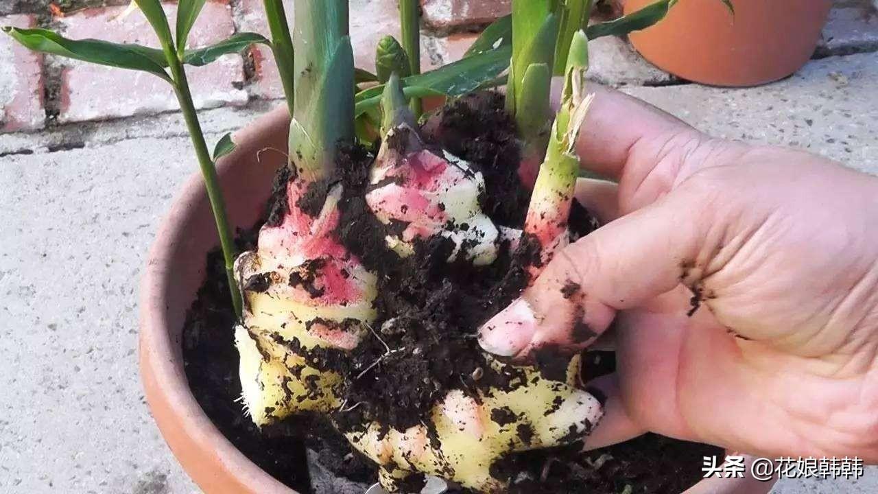 生姜种植视频播放_三农视频生姜种植技术_每日农经生姜种植视频