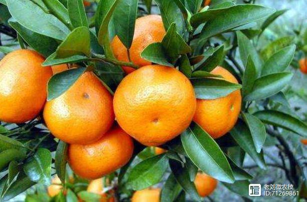 盆栽沙糖桔种植技术_沙糖橘盆栽种植技术_盆栽沙糖桔