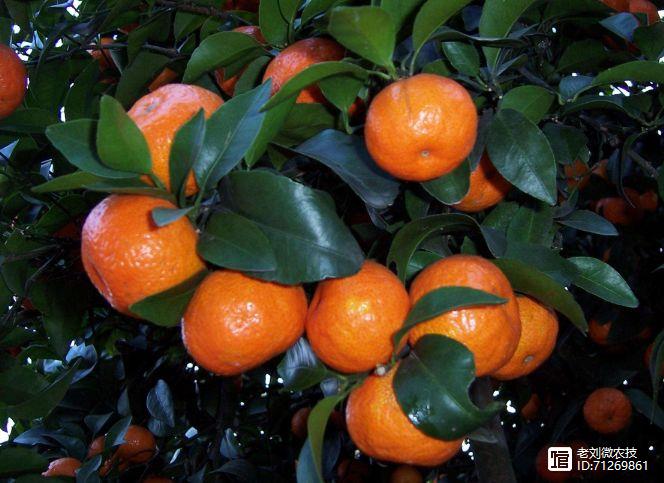 盆栽沙糖桔_沙糖橘盆栽种植技术_盆栽沙糖桔种植技术